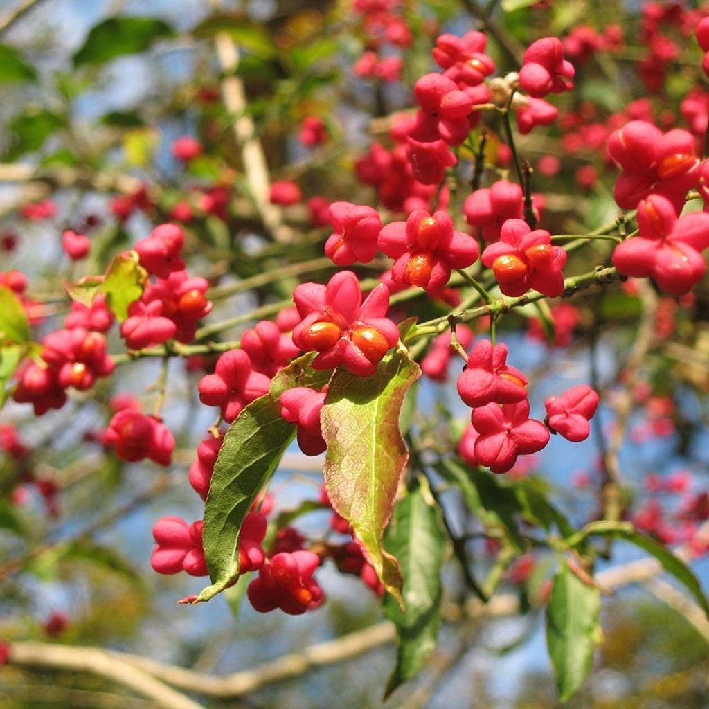 Benved – Euonymus europaeus - 125-150 CM RB